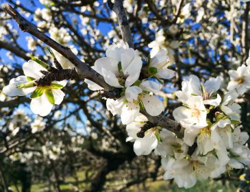 Die schönsten Wanderungen zur Mandelblüte auf Mallorca: Baleareninsel in Rosa