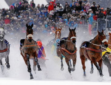 Apollo San überrascht als neuer Trab-Schneekönig beim White Turf am 10. Februar 2019 die gesamte Konkurrenz