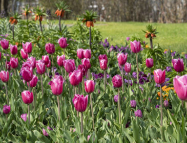 Eröffnung der Bundesgartenschau Heilbronn 2019