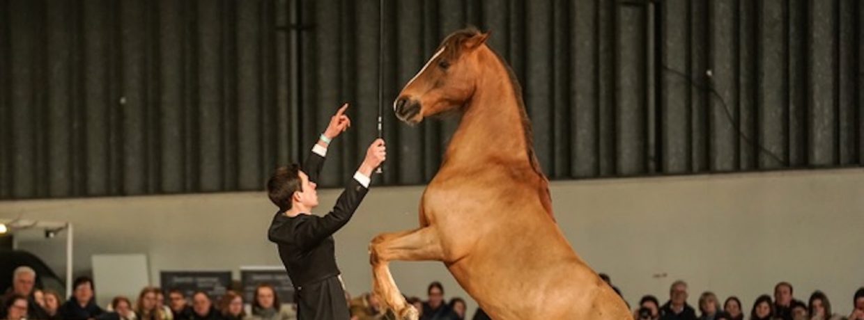 „It’s showtime“: Das Schauprogramm bei Pferd International München