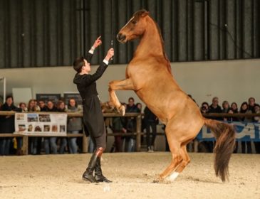 „It’s showtime“: Das Schauprogramm bei Pferd International München