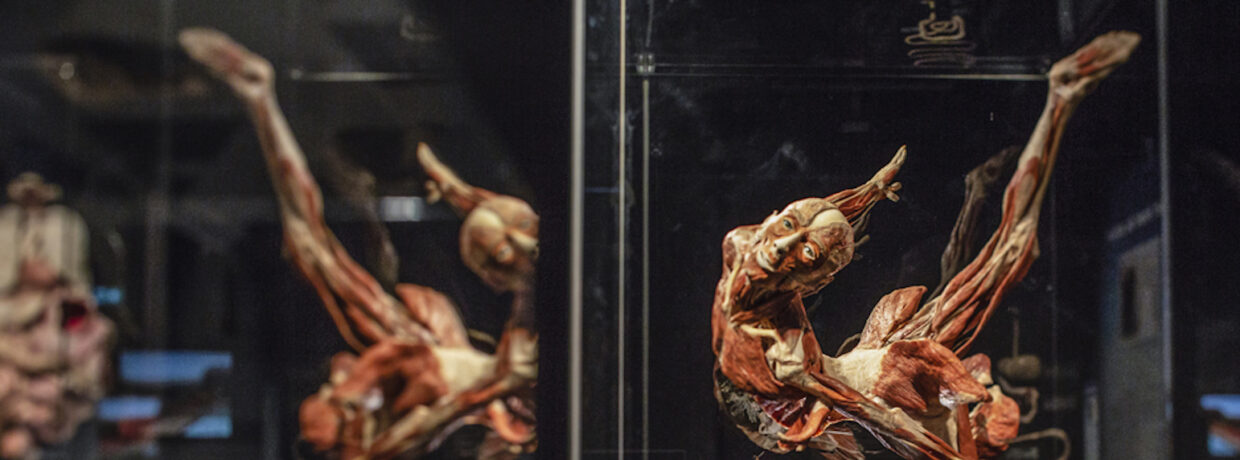 KÖRPERWELTEN – Ausstellung in Stuttgart – „Am Puls der Zeit“